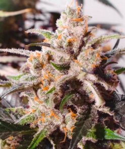 Foto Auto colorado cookies 100% dutch passion