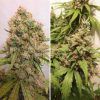 Foto Auto critical orange punch dutch passion