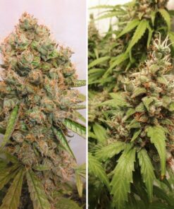 Foto Auto critical orange punch dutch passion