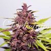 Foto Dark purple auto 100% delicious
