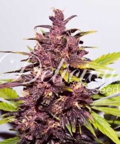 Foto Dark purple auto 100% delicious