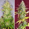 Foto Auto lemon kix dutch passion