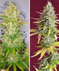 Foto Auto lemon kix dutch passion