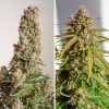 Foto Auto orange bud dutch passion