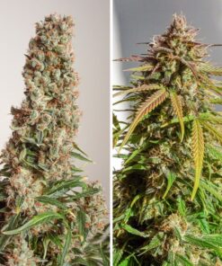 Foto Auto orange bud dutch passion