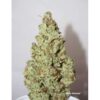 Foto Auto xtreme haze dutch passion