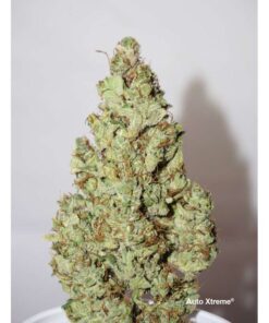 Foto Auto xtreme haze dutch passion