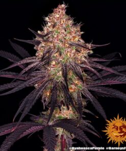 Foto Ayahuasca purple 100% barney's farm seeds