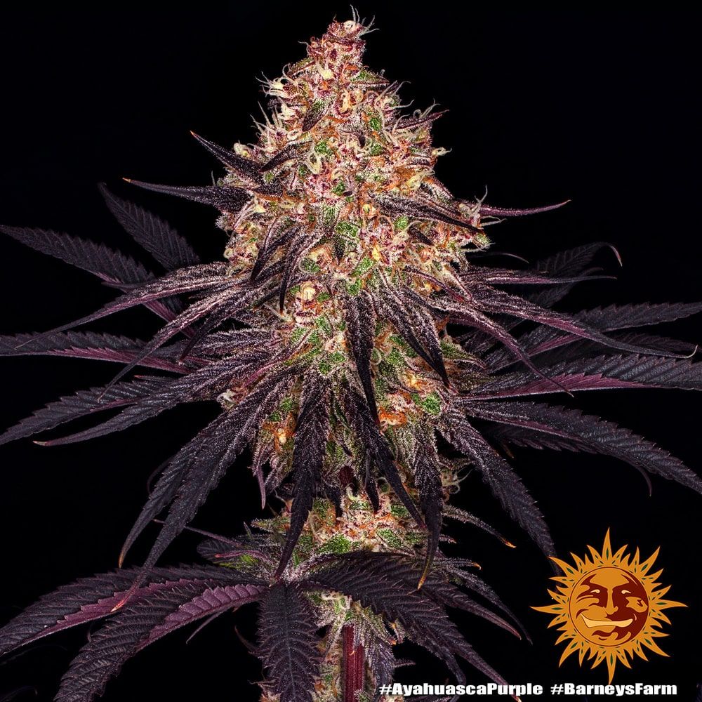 Foto Ayahuasca purple 100% barney's farm seeds