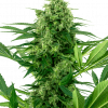 Foto Banana frosting sensi seeds