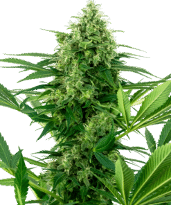 Foto Banana frosting sensi seeds