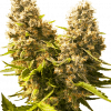 Foto Banana kush cake auto auto sensi seeds