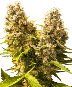 Foto Banana kush cake auto auto sensi seeds