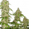 Foto Banana kush cake 100% sensi seeds