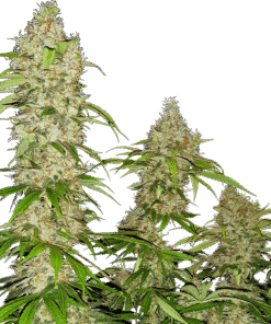 Foto Banana kush cake 100% sensi seeds