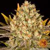 Foto Banana punch 100% barney’s farm seeds