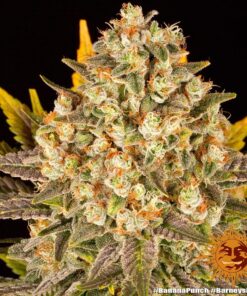 Foto Banana punch 100% barney’s farm seeds