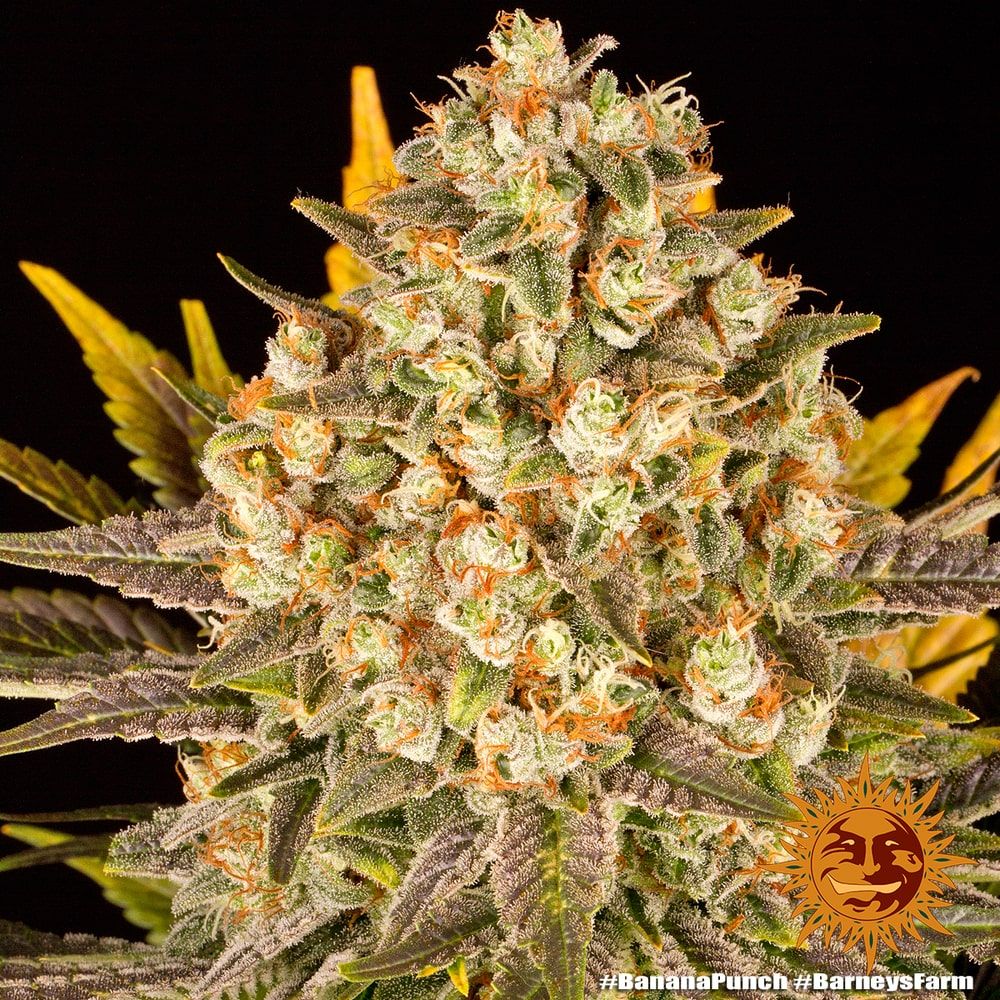 Banana punch 100% barney’s farm seeds Foto Banana punch 100% barney’s farm seeds