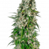 Foto Big bud auto sensi seeds