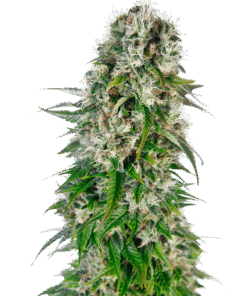Foto Big bud auto sensi seeds