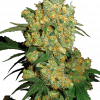 Foto Big bud 100% sensi seeds