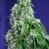 Foto Big devil f1 fast version sweet seeds