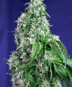 Foto Big devil f1 fast version sweet seeds