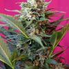 Foto big-devil-xl-auto