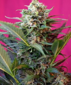 Foto big-devil-xl-auto