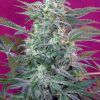 Foto Big Foot sweet seed