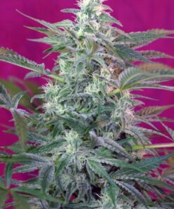Foto Big Foot sweet seed