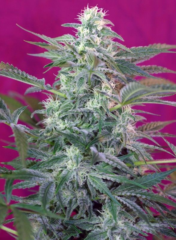 big-foot-sweet-seed Foto Big Foot sweet seed