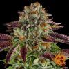 Foto Biscotti mintz 100% barneys farm