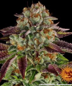 Foto Biscotti mintz 100% barneys farm
