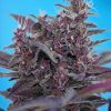 Foto black cream auto
