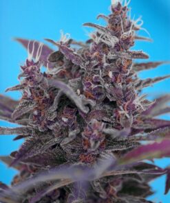 Foto black cream auto