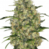 Foto Black domina 100% sensi seeds