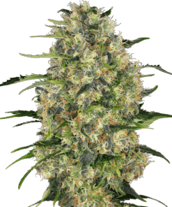 Foto Black domina 100% sensi seeds