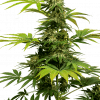 Foto Black harlequin cbd sensi seeds
