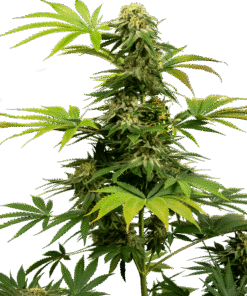 Foto Black harlequin cbd sensi seeds