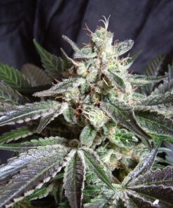 Foto black jack