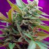 Foto Black jack auto sweet seeds