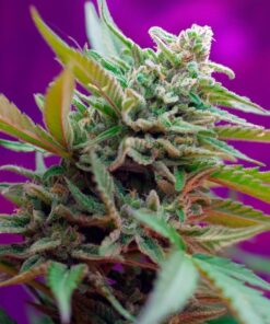 Foto Black jack auto sweet seeds