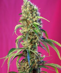Foto Black jack cbd sweet seeds