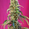 Foto Black jack cbd sweet seeds