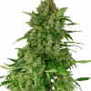 Foto Black lights cbd sensi seeds