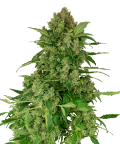 Foto Black lights cbd sensi seeds