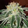 Foto Black russian 100% delicious