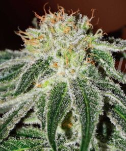 Foto Black russian 100% delicious