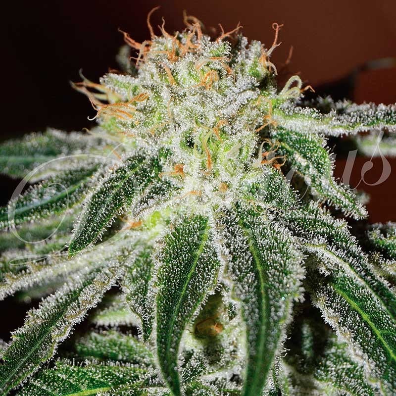 Black russian 100% delicious Foto Black russian 100% delicious